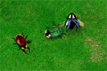 Picture frome the game Beetle wars