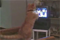 Katt ser på WWE-boxning