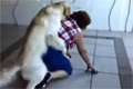 Hund häsar på svärmor doggystyle