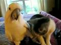 Papegoja klappar katt
