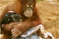 Orangutang och hund