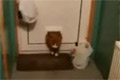 Katt fastnar i dörrlucka