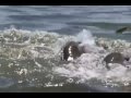 Delfinernas nya fiskfångar-trick