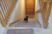 Söt liten hund jagar boll i trappa