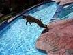 Boxer hoppar i poolen