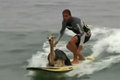 Alpacka som tränas till att surfa