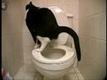 Katt använder toalett och ramlar i