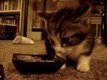 Kattunge säger "njam njam njam" när den äter