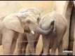 Ofräsch elefant