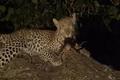 Leopard dödar babian och tar barn om barnet