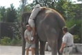 Rida på elefant