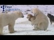 Hund leker med isbjörnar
