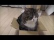 Experiment med katt och låda