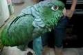 Papegoja härmar gråtande bebis