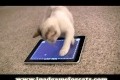 Katt spelar på iPad