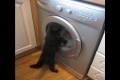 Katt och tvättmaskin
