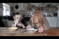 Två hundar äter på restaurang