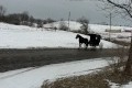 Amish, åker skidor efter häst och vagn!