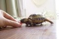 Sköldpadda försöker äta tomat