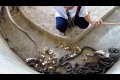 Orädd skötar städar kobraburen