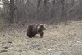 Cool rysk björn 