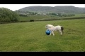 Liten fotbollsspelande häst