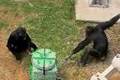 Schimpans lär sig samarbete