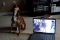 Hundar använder också Skype