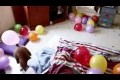 Hund förstör ballonger på sin 2-årsdag