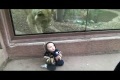 Lejon försöker äta baby på zoo.