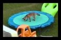 ★ Funny Video - America's Funniest Home Videos Trampolines Montage part 415