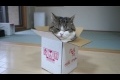 A box and Maru 8