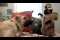 Cat boxing dog. Who wins?