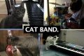 CAN'T HUG EVERY CAT -- a song about loving cats