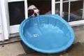 Smart hund försöker dra in sin pool i huset