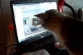 Katt tittar på katt på Youtube
