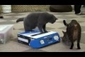 Katt stänger in en annan katt i låda