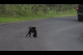 2 små björnungar leker på vägen