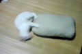 Katt springer på kudde på sidan
