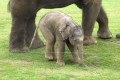 En bebiselefants första steg