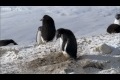 Kriminella pingviner
