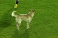 Hund avbryter fotbollsmatch