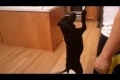 This Dog Shows It All - HILARIOUS!
