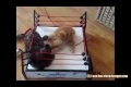 Katt Wrestling