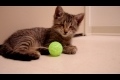 Blinda katten Oskar leker med en boll