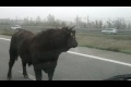 Fast bakom en tjur på motorvägen!