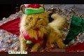 Animals of YouTube sing "Jingle Bells"