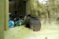 Dansande björn på zoo!