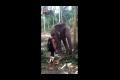Turist får smäll av elefant!