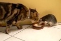Råtta stjäl mjölk från katt!